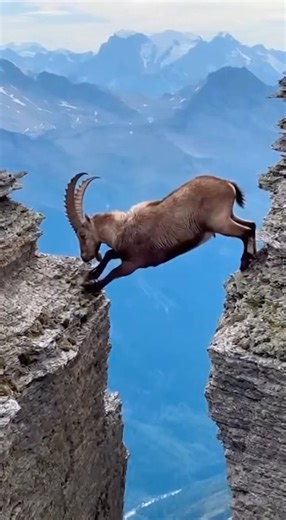 Goat Leaps the Canyon—A Heart-Stopping Slip! 🐐⛰️ 산양의 절벽 도약, 아찔한 순간#mountaingoat #epicjumps