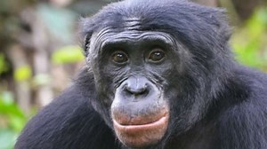 Study Shows Humans and Apes Have Common Body Language