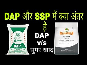 SSP v/s DAP|single super phosphate and diammonium phosphate fertilizer