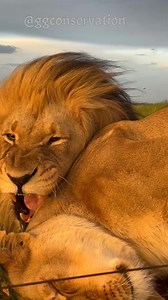 328K views · 17K reactions | We have been power down for 24hrs with a storm, however it did make for a stunning golden hour with Braveheart & oh yes Lexi The Boss.. who just has be always be CENTRE STAGE  #LEO♌️ | GG Conservation Glen Garriff | Facebook