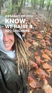 There are so many reasons why we choose to raise our meat chickens in this manner. But one of my favorite parts over the years has been watching them transform our forests, alongside of our other livestock, into beautiful, usable spaces where we can feed our community while keeping trees in place for our native animals and birds and pollinators. Freedom rangers are motivated foragers unlike Cornish cross chickens. They’ll travel through the forests and work in the sections, slowly transforming s