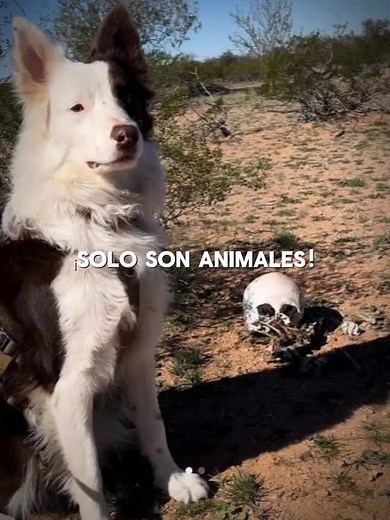 Explorando Arizona: Chito y Kiko en el Desierto