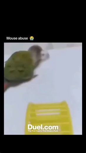 Footballclub on Instagram: "Bruh needs a lawyer #foryoupage #funny #memes #explore #fyp #animals #mouse #hamster #parrot #reel #feed"