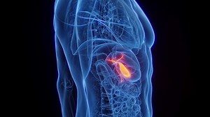 3D Rendered Animation of Male Anatomy - The Gallbladder. Close up rotation. Plain Black Background.