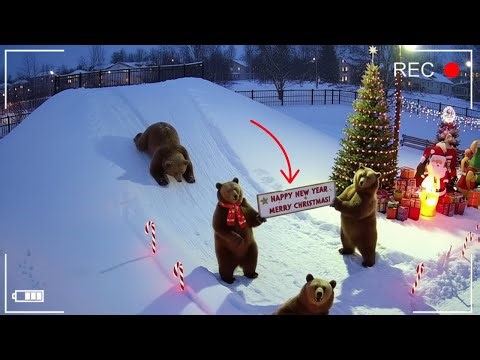 Festive Night on CCTV - Animals Sliding in the Snow with Holiday Joy !
