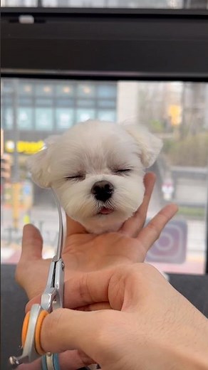말티즈미용중 제일 많이하는 스타일 알머리컷 미용과정✂️🤍 #애견미용사
