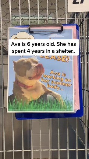 Please give Ava a chance. She’s waited too long.#adoptme#animalshelter#voorheesanimalorphanage#SHEINcares#hopeforava#dog#adoptdontshop