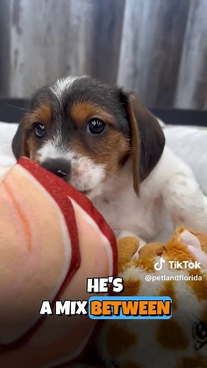 Meet the Dorkie: The Lovable Yorkie-Dachshund Mix