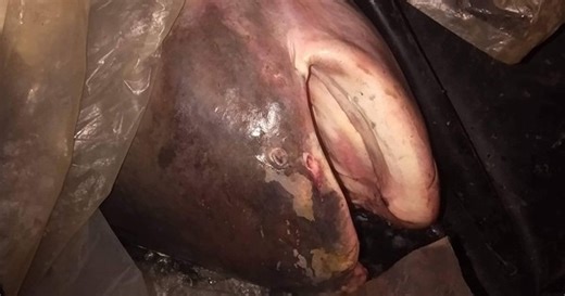 "Quái vật" 230kg trên sông Mê Kông lộ diện, giới khoa học "lo ngại"