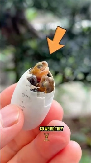 These Animal Eggs Look So Alien, You Won’t Believe They’re Real! #shorts #facts #weirdnature