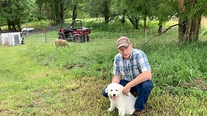 LGD Puppy Training - Setting Up A Training Pen and Introduction To Electric Fence. We are setting up a training pen for our livestock guarding dog, Angel and will be teaching her about electric fencing. We are using an IBC tote as a dog house with a creep pen so she can move in and out away from the sheep as she wants to. In the pen she has feed, bedding and a safe space to rest when she wants to. On our farm, we are training a LGD with our dorper sheep to keep away predators such as coyotes and