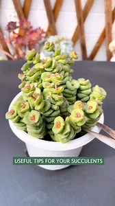 How to propagate succulents 🪴 #succulents #suculentas | Succulents