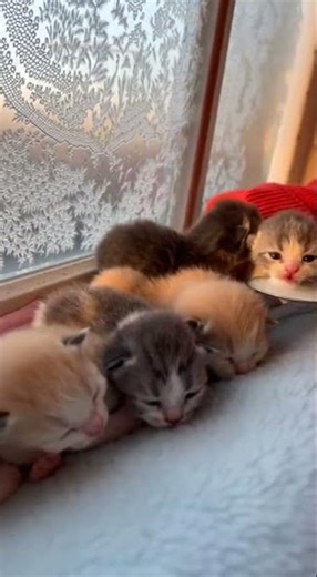 Tiny Newborn German Rex Kittens First Spoon Fed Meal