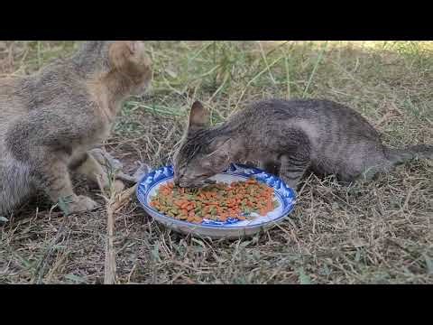Feeding Time with My Pets | Daily Animal Care Routine at Home | 4K60fps