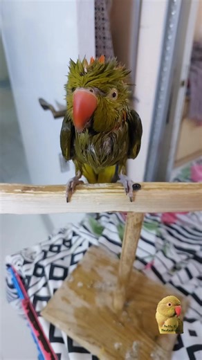 Turning Nattu into a Bebot: A Parrot Transformation