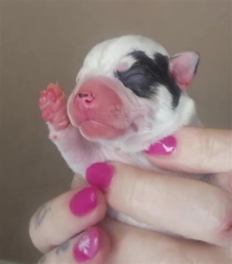 🐾 JOUR 3 Jour 3 ✨ Les Petits Princes prennent doucement des forces 🐾 Tout est calme, tout est amour 🥹 je vous les présentes 🥰 3 beaux petits males. le 1er petit prince 👑 une petite vachette blanc avec des tâches noires. le 2eme petit prince 👑 le plus petit couleur bringé pour le moment avec du tan. le 3eme Petit Prince 👑 encore une vachette mais blan avec des tâches tan et lila. #EvolutionChiots #LesPetitsPrinces #ChihuahuaBaby #ChihuahuaLife #BébésChihuahua