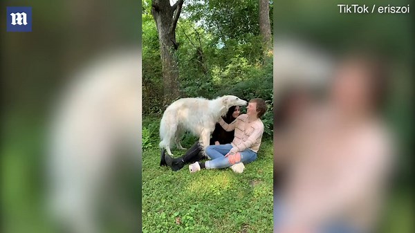 Dog standing on hind legs goes viral with viewers baffled over incredible height