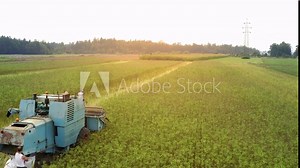 Hemp farming from drone view flying over tractor gathering cannabis plants on field.