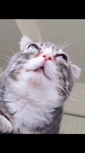 44K views · 4.6K reactions | Purr  #cat #dwarfcat #dwarfism #tinycat #cutecat #catvideos #kitten | Winkythedwarfcat | Facebook