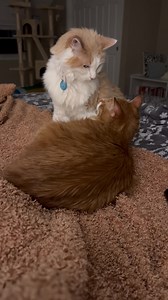 209K views · 10K reactions | It never ends well when there’s a staring contest. | Cubby and Friends | Facebook