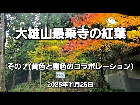 大雄山最乗寺の紅葉🍁その２(黄色と橙色のコラボレーション)(2025年11月25日)