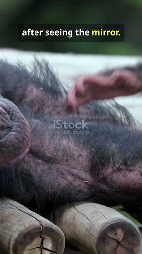 This Animal Can Recognize Itself in a Mirror#animals #shorts