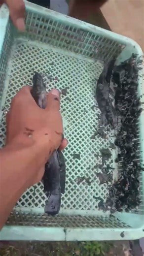 nangkap ikan di selokan depan rumah😯 #mancingceria #nangkapikan #mancingmania #fishing