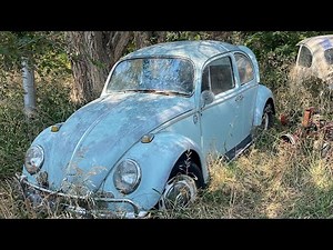 Forgotten 1966 Vw Beetle | First Wash and Tear down