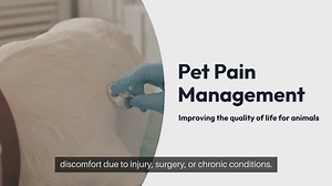 Pet Pain Management
