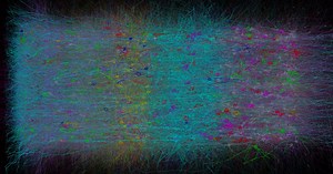 Des chercheurs ont reconstruit et simulé un morceau de cerveau sur ordinateur - Le Temps