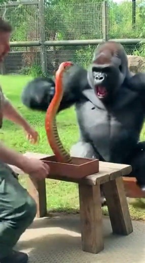 What Happens When a Gorilla Sees a Snake During a Magic Trick?