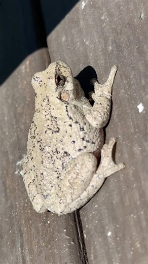 Gray Tree Frog 🐸 Found the Source of the Chirping on Our Deck
