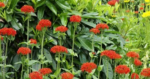 (Lychnis chalcedonica) Flower of Bristol - Maltese Cross - Nonesuch. Cross-shaped flowers countaining clusters of scarlet red petals as ornamental plant in garden