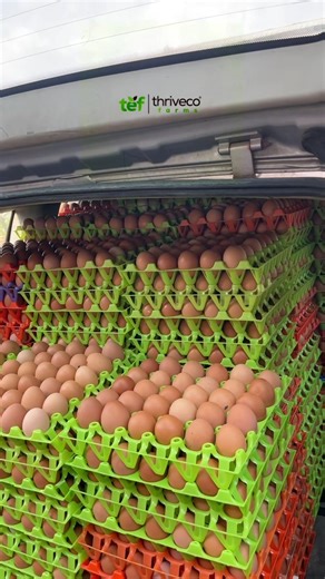 The Eggcellent Art Of Poultry Farming Explained