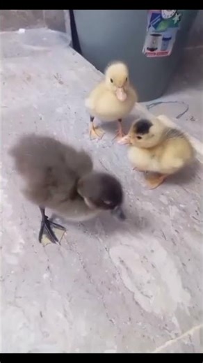 Tiny Duckling Squad’s Cutest Playtime Ever. #ducklife #ducklingspro #babyducks