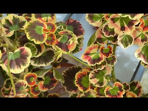 All About Coloured Leaf Pelargoniums