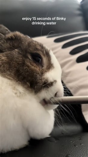 Bunny on Instagram: "volume up! his gulps are so adorable 🥰 . . . . . . Follow me please for more videos 👉 : @rabbits__lovers . . . . . . #rabbit #bunny #bunnylove #bunniesofinstagram #rabbits #cute #fyp #viral #love #bunnies #rabbitlove #bunnyrabbit #love #rabbitstagram #rabbitlife #instabunny #bunnyoftheday #pets #bunnylife #animals #rabbitsworldwide"