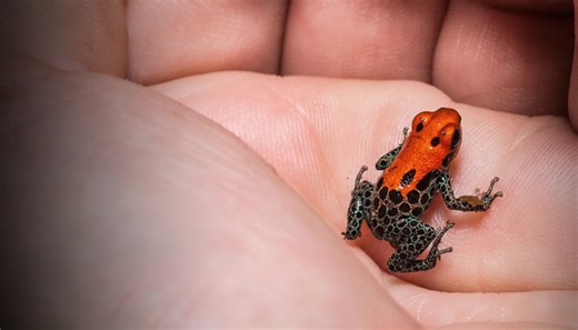 This tiny frog can kill up to 20 men - the toxin that turns skin into a weapon