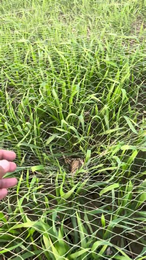 Hunting quail with best English pointer best point female English pointer #shorts