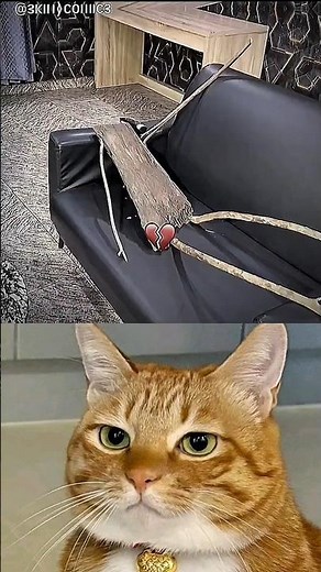 To boy funny video moment 🤯💀#cat #meme #dance