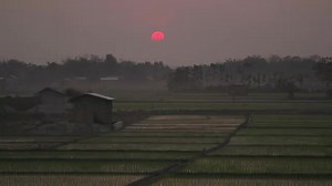 Yes, we're a great day out and yes, we're home to a herd of magnificent Asian elephants. But we're much more than that. This is the story of how we're helping wild elephants and the people who live with them... Act for Wildlife | Chester Zoo