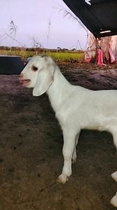 The one who crying for mother 🐐🏃🌾🌱 #goats #animals #farming #life #AI #fpy #viral #reel #fy #fblifestyle #Cambodia | Man and Goat