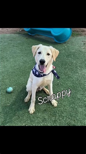 4.3K views · 85 reactions | PLAYFULPUPPY Scrappy, #A5631002, is a 7...