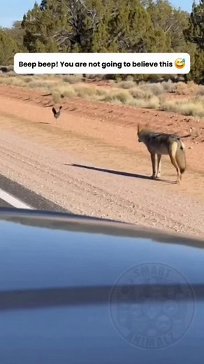 Someone needs to send Wile E. Coyote the user manual for catching a Roadrunner. Clearly, the struggle is just as real outside of the cartoons. Classic. ​#Witty ​#LooneyTunes​#RoadrunnerAndCoyote​#PerfectTiming | Smart Animals