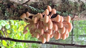 Honey mushrooms (Armillaria mellea) grow on trees in the forest in autumn. Armillaria is small. Autumn edible mushrooms. Beautiful forest mushrooms in the autumn forest. Karelia