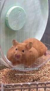 How Hamsters Survive the Apocalypse (and Still Look Cute Doing It)