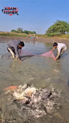 Viral! How Locals Catch Fish in the Amazon River #shorts #fish #fishing #trending #amazing #viral