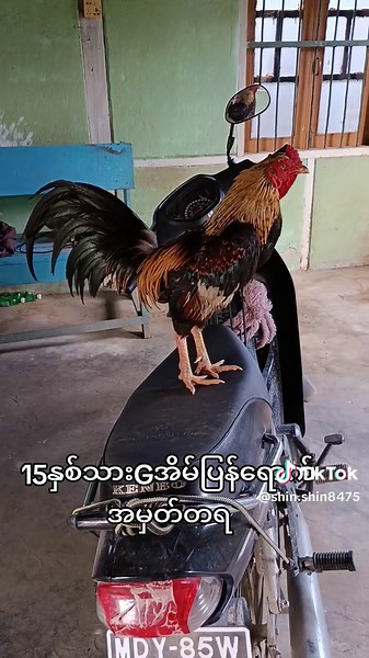 Shin Shin သည် TikTok ပေါ်တွင် ရှိသည်