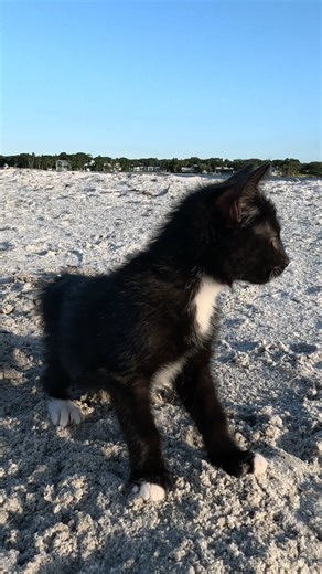 Tropicat in her natural environment! | TropiCats