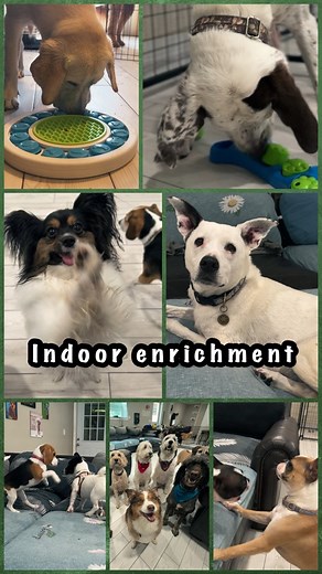 1.4K views · 24 reactions | Think daycare means just running outside? ☀️Here’s what inside fun looks like when it’s too hot to play in the sun! Brain games里 Puzzle time Small group play晴 Group sits + training refreshersCool, calm, and totally enriched.  Here is a peak at what our campers get to do inside. #campcrittercare #southlakecrittercare #dogsocialisation #dogenrichmentactivities #dogenrichment | Southlake CritterCare LLC | Facebook